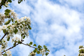flowers apple-tree