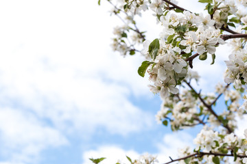 flowers apple-tree