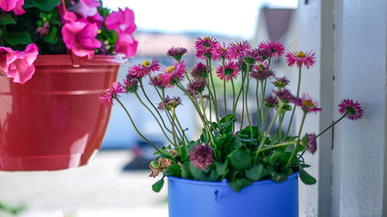 Pink flowers in blue flowerpot