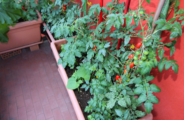 On the terrace of houses there is a cultivation of tomatoes insi