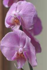 Phalaenopsis Pink white orchid flower in bloom