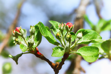 Red Buds Of Apple Blossom Closeup