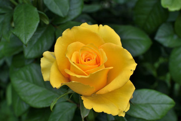 Closeup of beautiful yellow rose after the rain. soft focus.