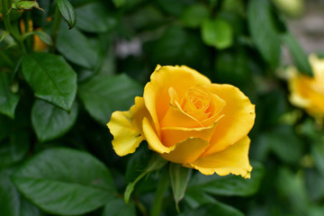 Closeup of beautiful yellow rose after the rain. soft focus.