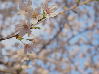 sakura in blue sky