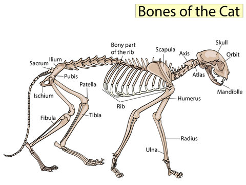 Cat skeleton veterinary vector, cat osteology, bones
