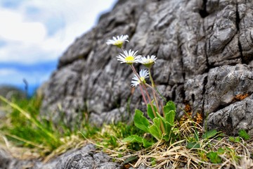 shelter behind the rocks