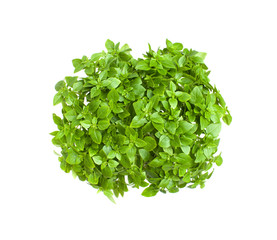 Green Basil on a white background. The view from the top. Copy space text