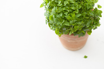 Green Basil Bush in a pot on white. Place for text.