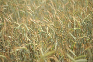 wheat ears reaches