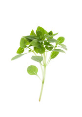 Sprig of green Basil isolated on white. Copy space text