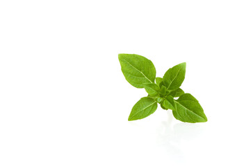 Sprig of green Basil isolated on white. Copy space text