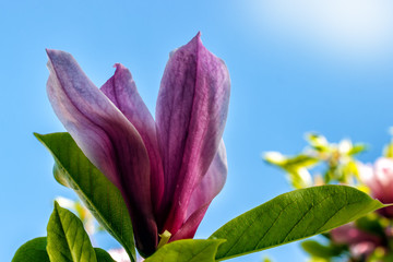 Magnolia flower blooming in the background of flowers. Beautiful violet magnolia flowers in the...