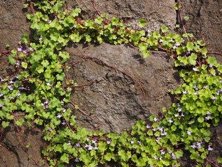 stone grass bezel frame background