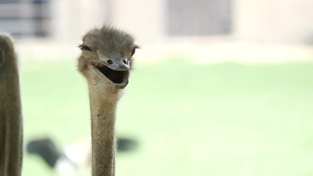 Close up shot of ostrich at the ostrich farm