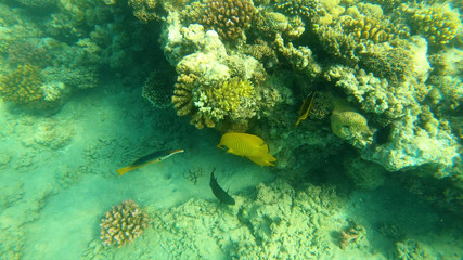 Fish of the Red Sea. Multicolored fish swim over the corals