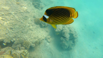 Fish of the Red Sea. Multicolored fish swim over the corals