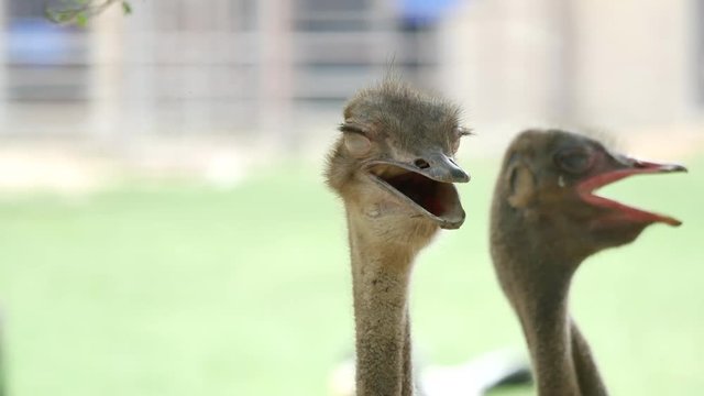 Close up shot of ostrich at the ostrich farm