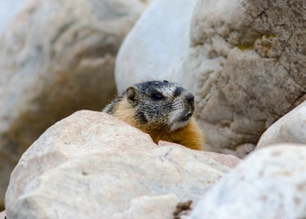Yellow-bellied marmot profile