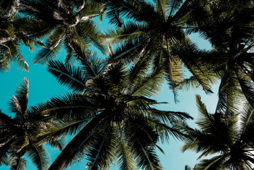 Fototapeta na wymiar palm tree sky