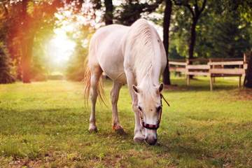 Naklejka na ściany i meble Beautiful white horse in the summer field. Horse head in the bridle and eating grass. A mare grazing in a green grass meadow. Animal on nature background, during sunset. Selective focus