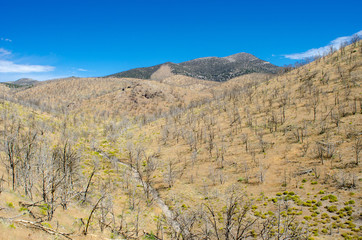 Burned Area