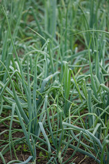 Obraz premium spring onion organically farmed 