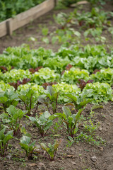 organically farmed lettuce 