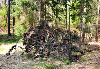 Große Baumwurzel im Wald