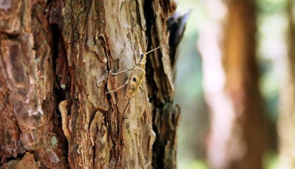 Käfer am Baum im Wald