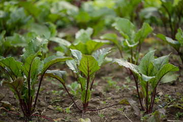 Closeup of organically grown beetroot or Beta vulgaris subsp. vulgaris plants in wet soil