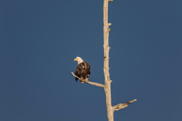 Eagle looks toward nest as storm approaches
