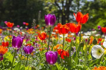 Blumen Zoo Karlsruhe