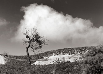 Black and white landscape with a cloud over a lonely tree.