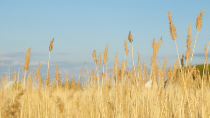 Spikes of yellow grass against the blue sky