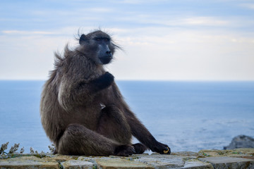 Baboon sitting on stone wall, ocean on backgroung, cape of good hope, south africa.  baboon looking in camera