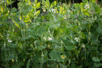Selective focus on fresh bright green pea pods on a pea plants in a garden. Growing peas outdoors and blurred background.