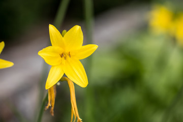 Vibrant yellow lilies in a summer garden