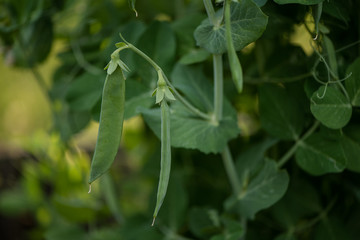 Selective focus on fresh bright green pea pods on a pea plants in a garden. Growing peas outdoors and blurred background.