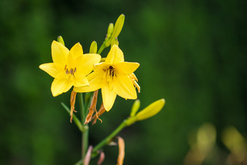 Vibrant yellow lilies in a summer garden
