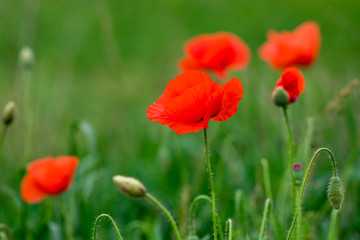 Field of bright red poppy flowers in summer