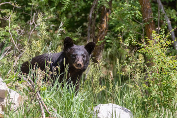 American black bear near Capulin Spring in Cibola National Forest, Sandia Mountains, New Mexico