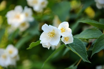 Fototapeta premium Flowers of white jasmine in the garden close-up.