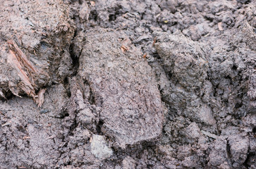 There are the lumps of peat soil. It is the fertilizer of vegetable and animal origin.