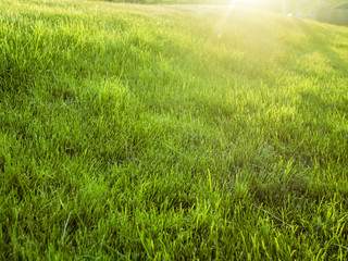 amazing dreamy summer green field with grass lawn against the sun