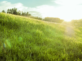 Obraz na płótnie Canvas amazing dreamy summer green field with grass lawn against the sun