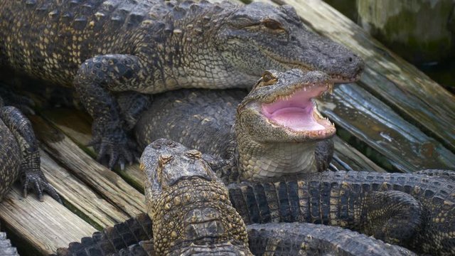 Alligator threatens open jaw and is ready to attack the enemy. Crocodiles dangerous animals. Alligator with mouth open. Alligator close up portrait. Alligators farm lots of aligators angry background.