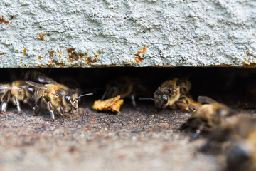 Lugo, Spain - August 2017: Bees inside a hive
