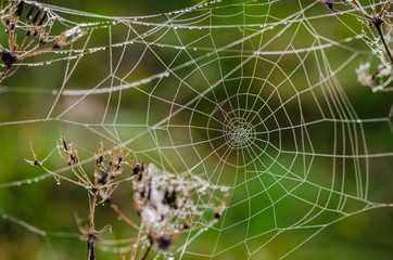 Web with drops of morning dew in form of spiral