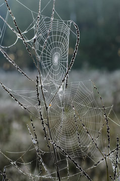 Double cobweb in the early morning